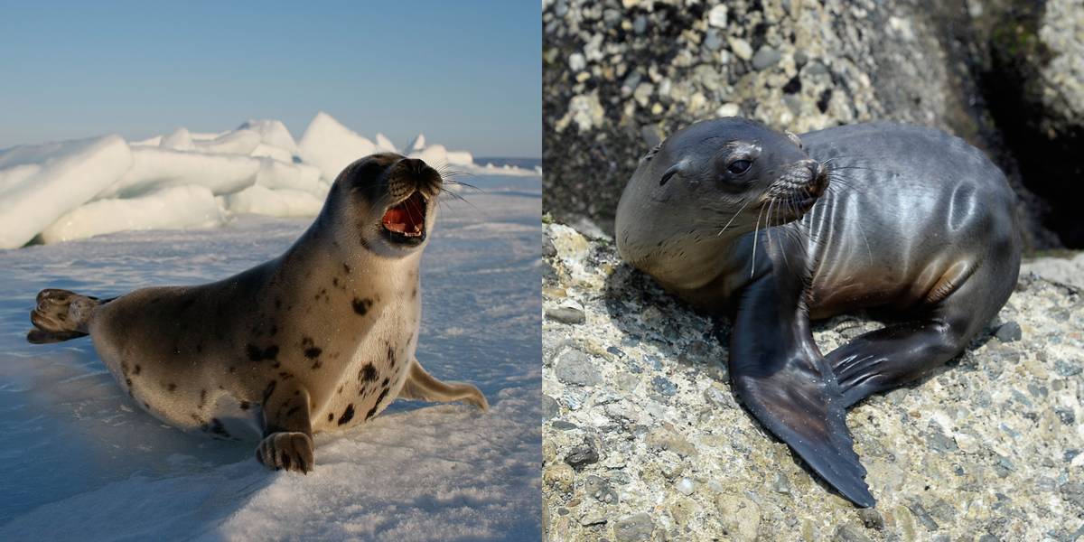 Seal Vs. Sea Lion