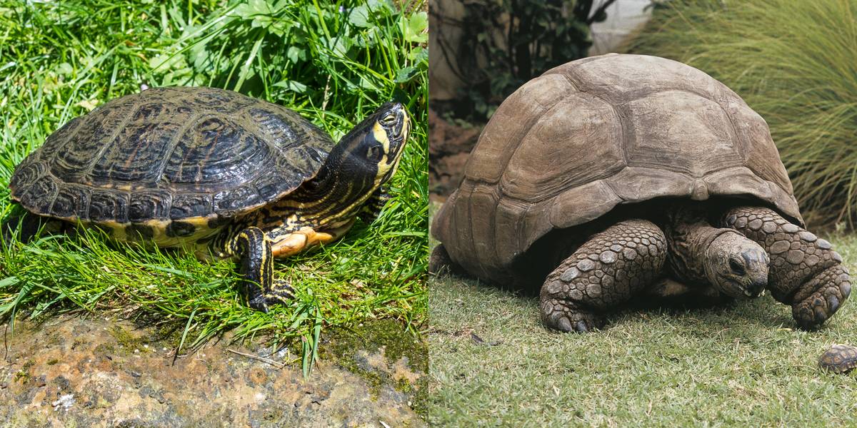 Turtle Vs. Tortoise