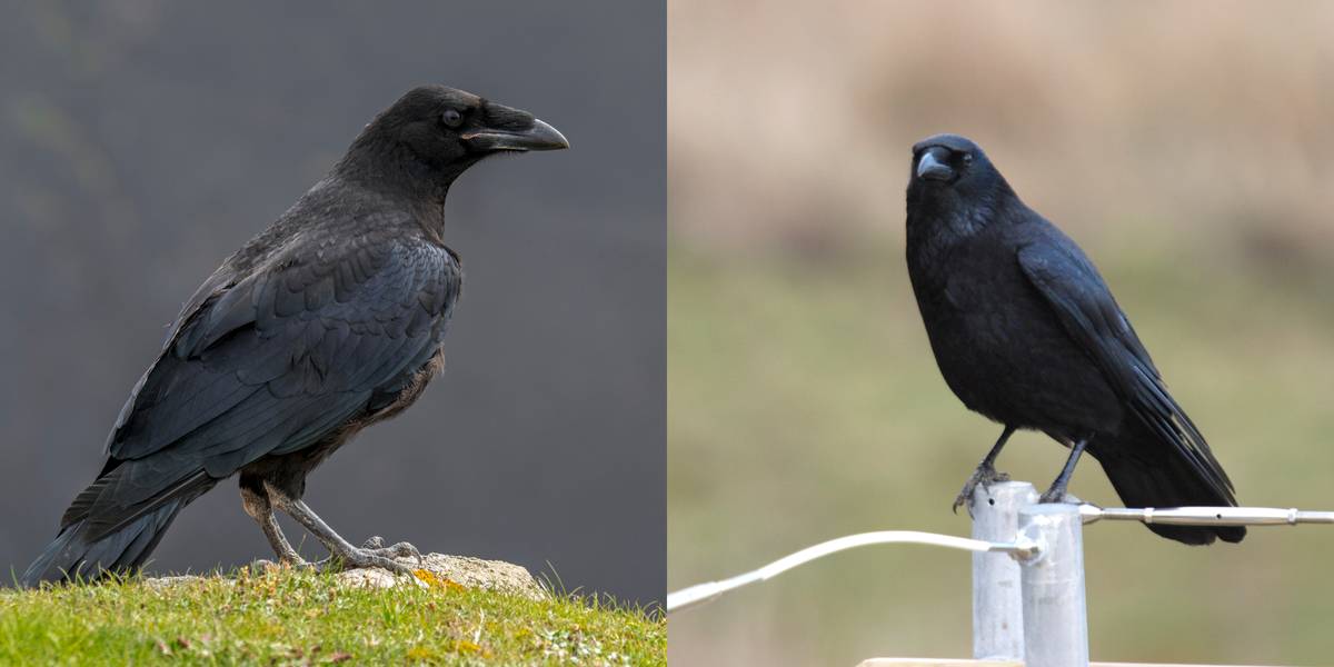 Raven Vs. Crow