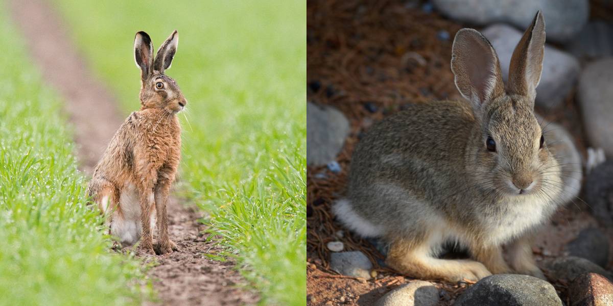 Hare Vs. Rabbit