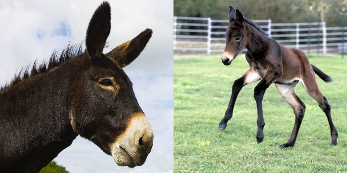 Donkey Vs. Mule