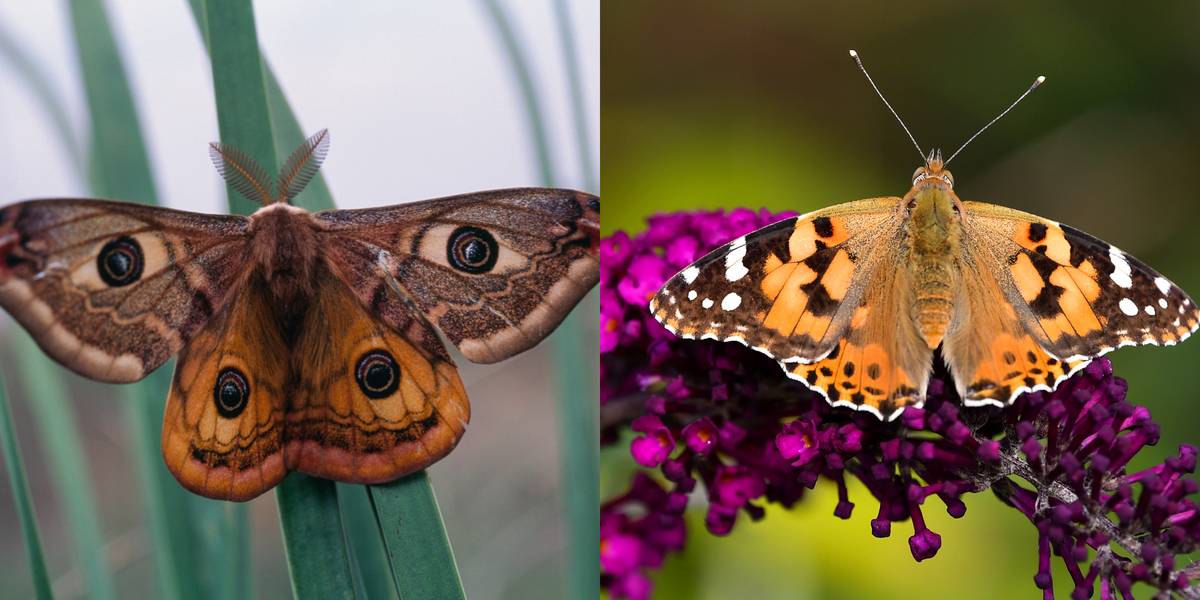 Moth Vs. Butterfly