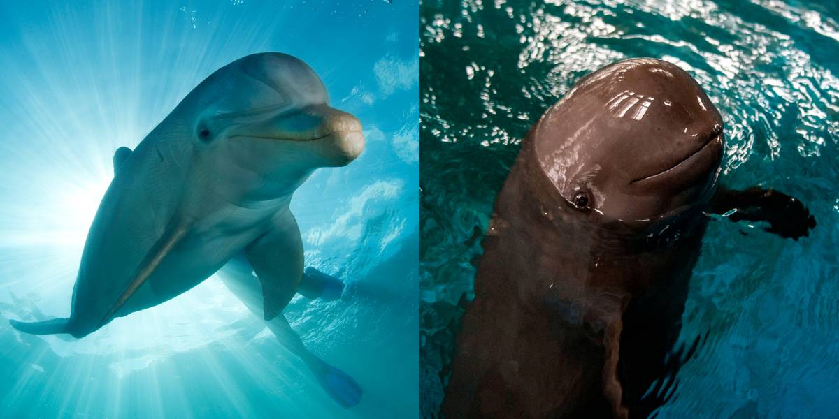 Dolphin Vs. Porpoise