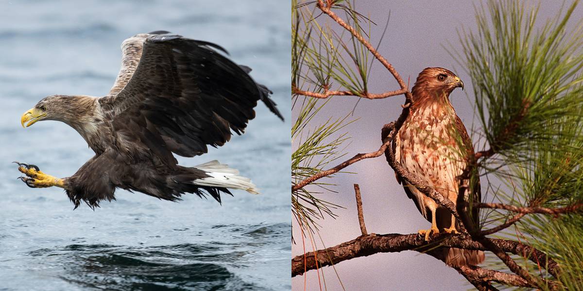 Eagle Vs. Hawk