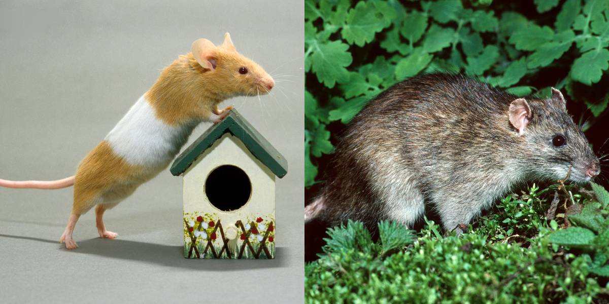 Mouse Vs. Rat