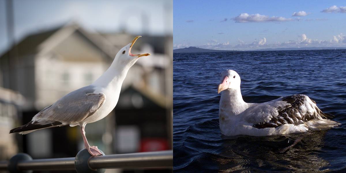 Seagull Vs. Albatross