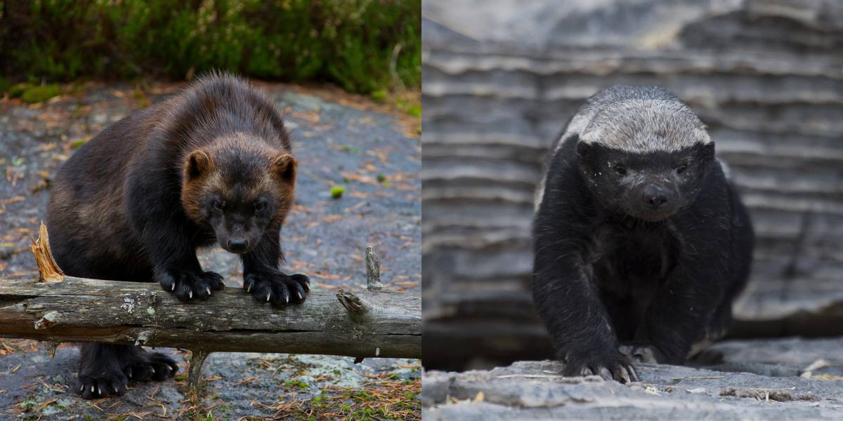 Wolverine Vs. Honey Badger