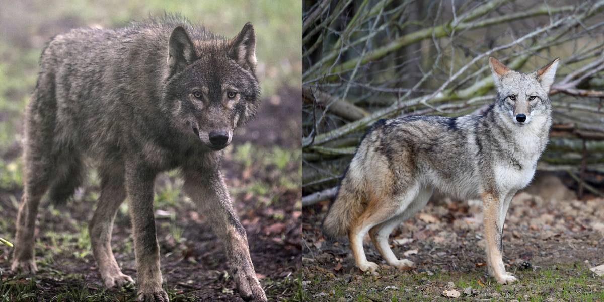 Wolf Vs. Coyote