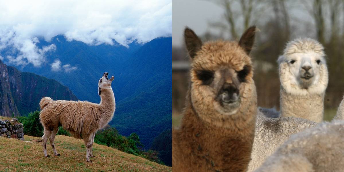 Llamas Vs. Alpacas