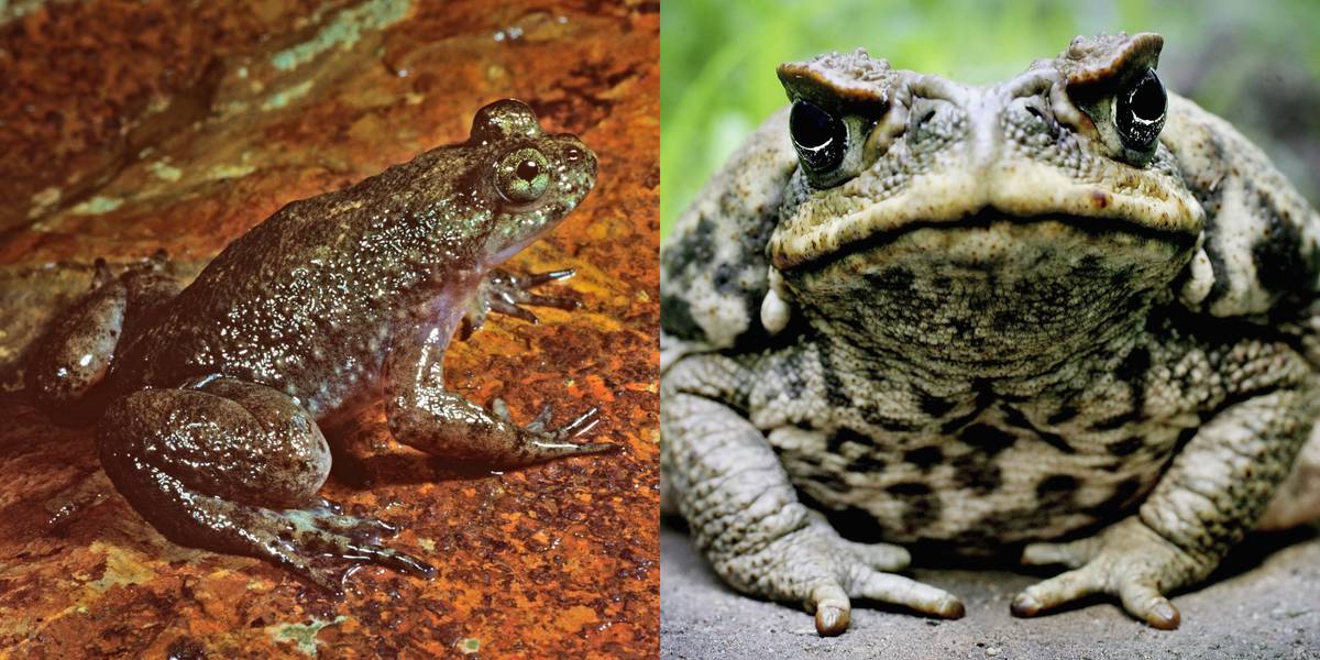 Frogs Vs. Toads