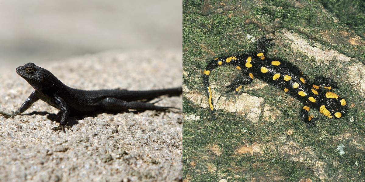 Lizard Vs. Salamander