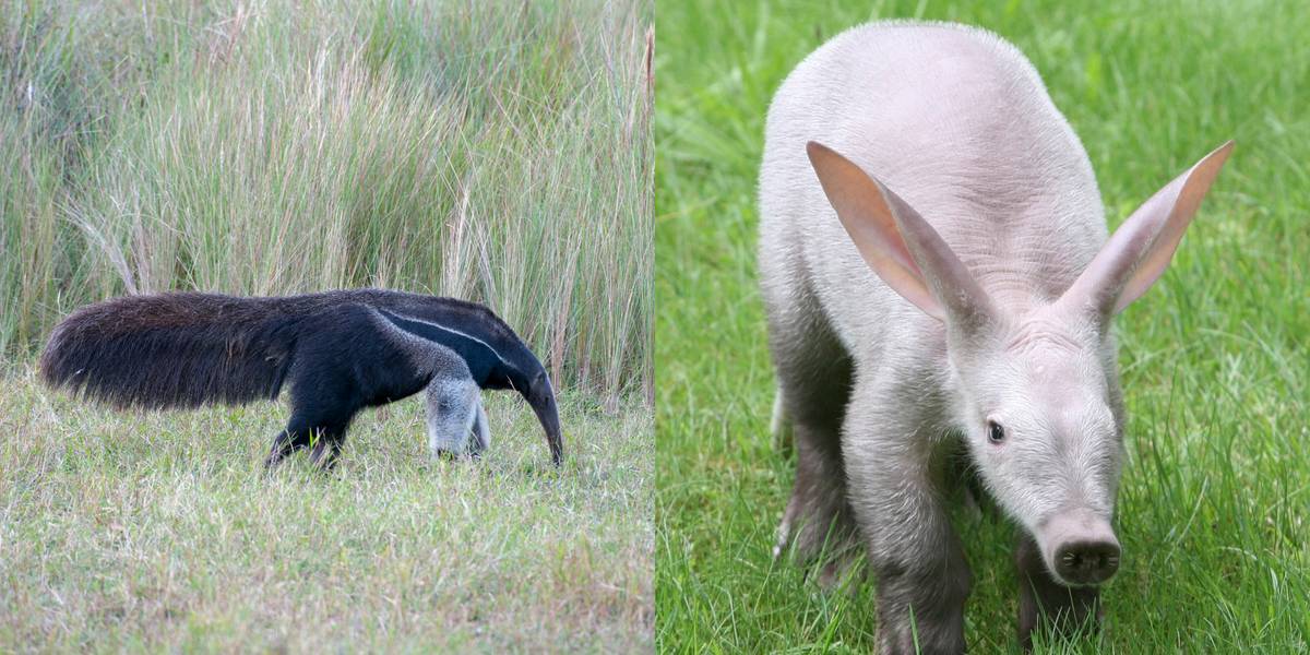 Anteaters Vs. Aardvarks