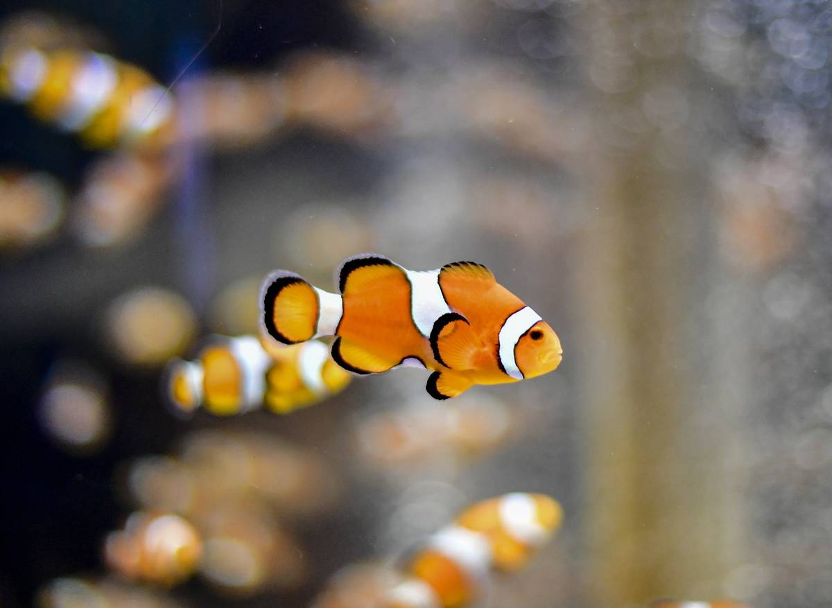 clown fish
