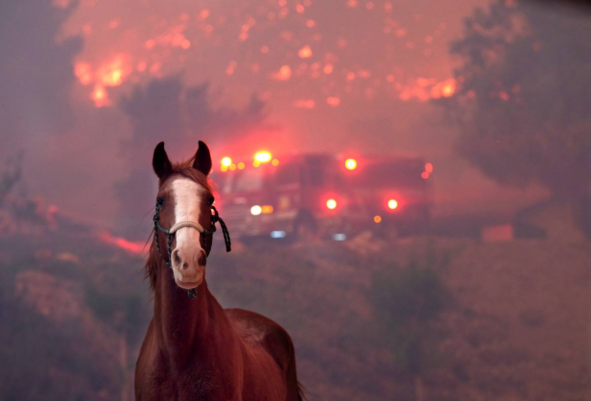 horse with fire in background