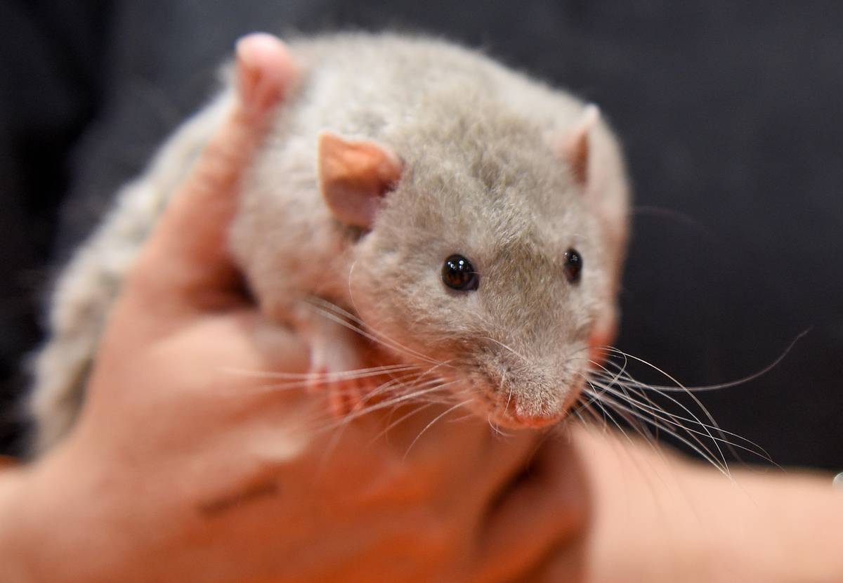 person holding rat