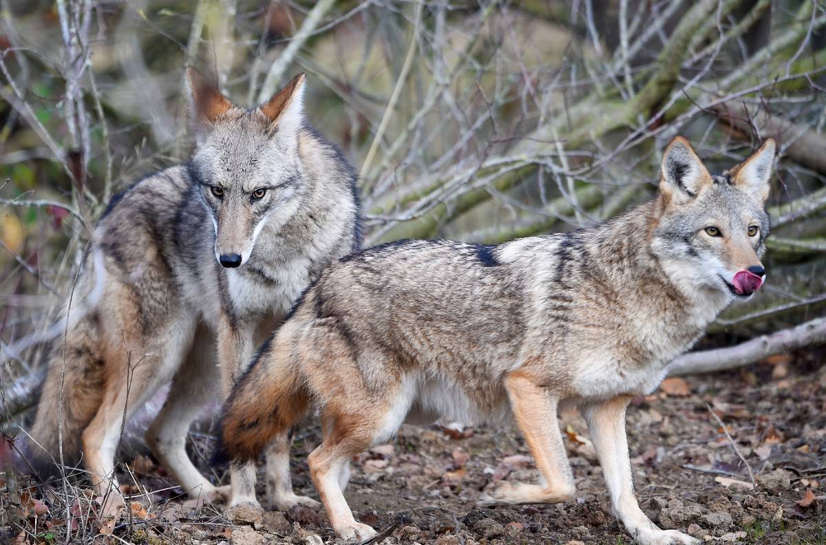 Two coyotes