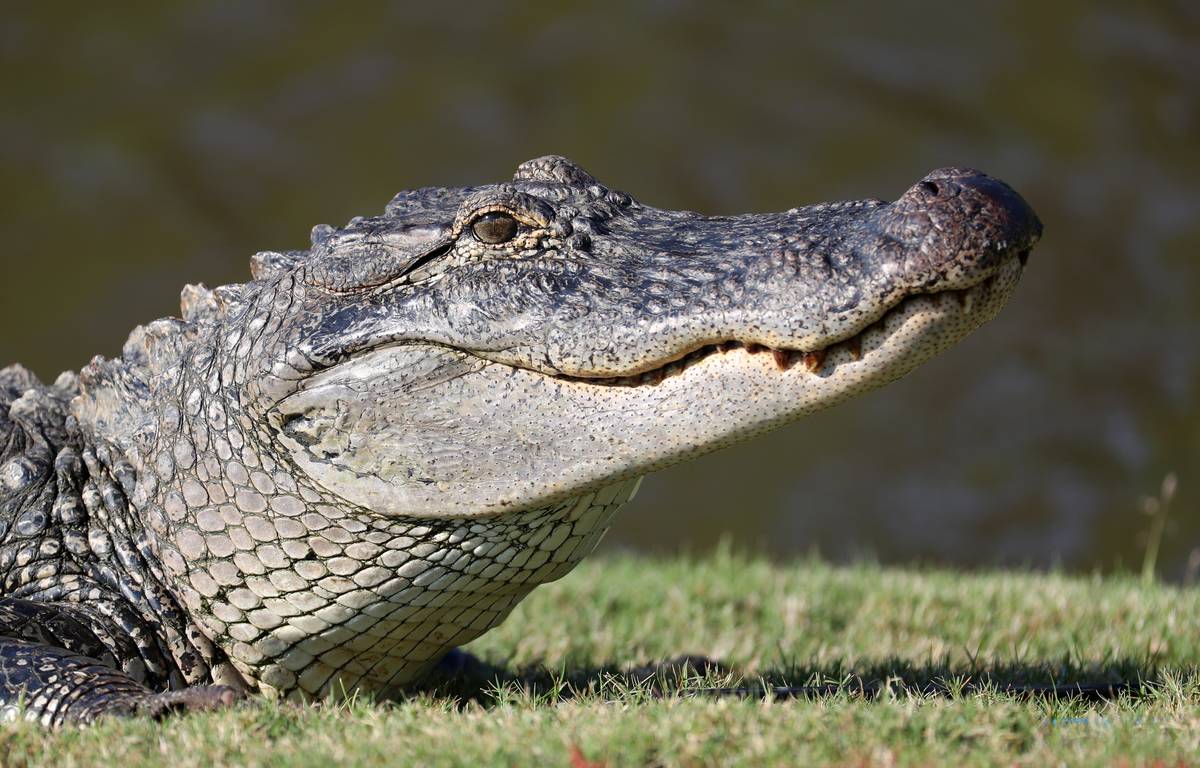 An alligator