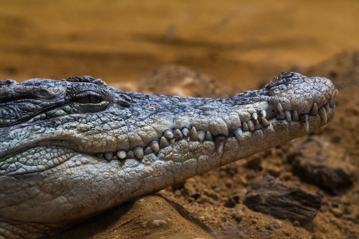 A Nile crocodile