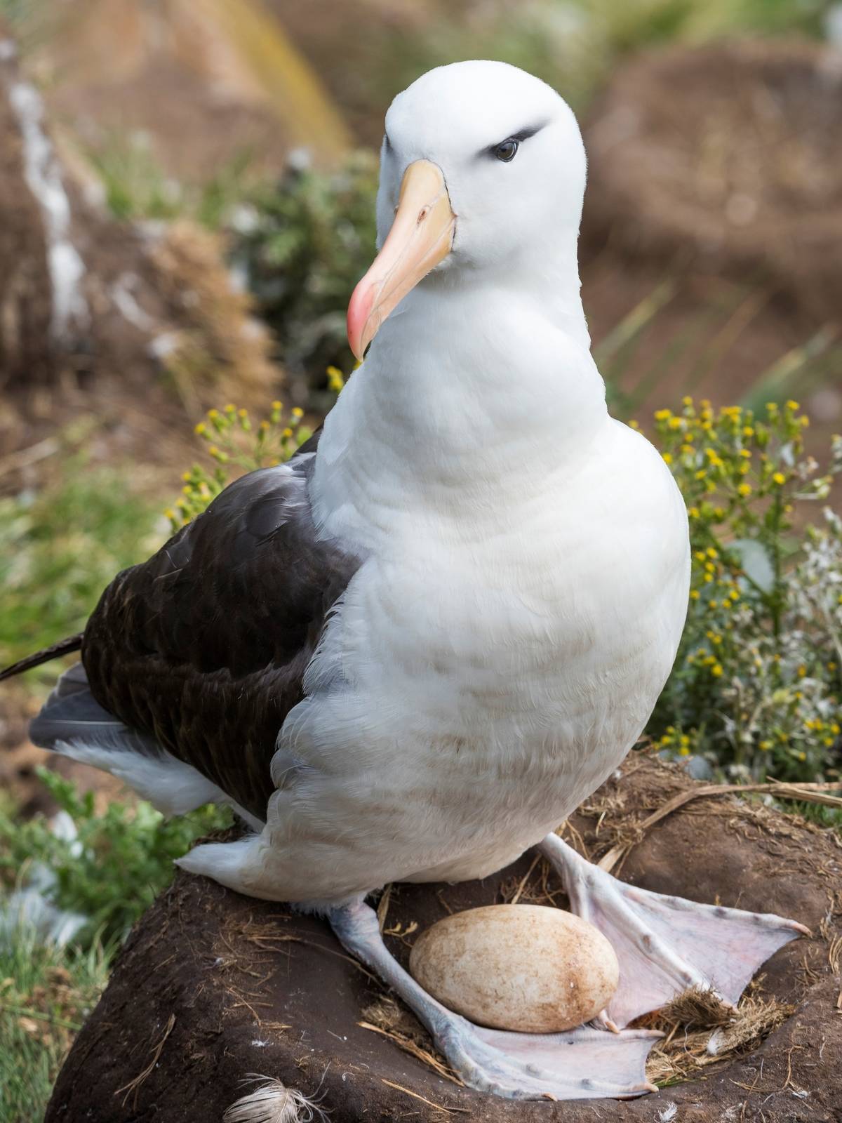 albatross standing over egg