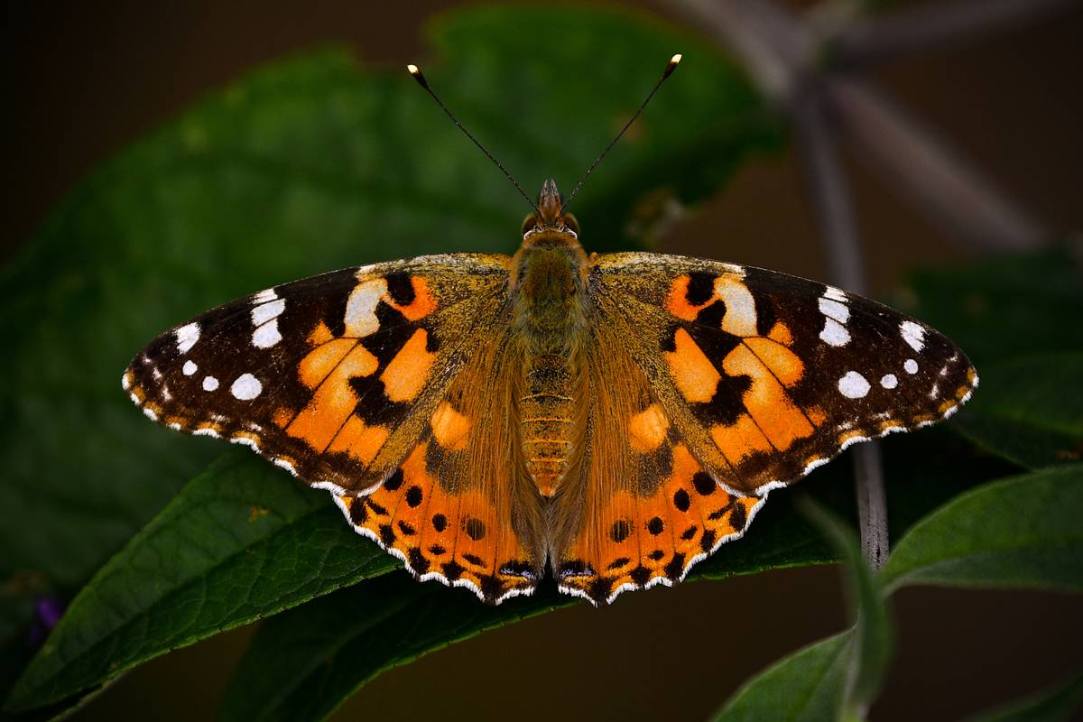 Painted Lady butterfly