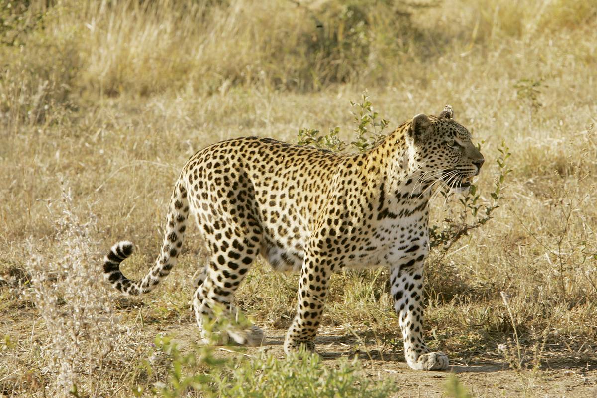 leopard on savannah
