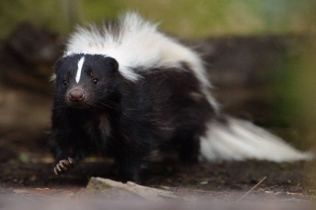 skunk