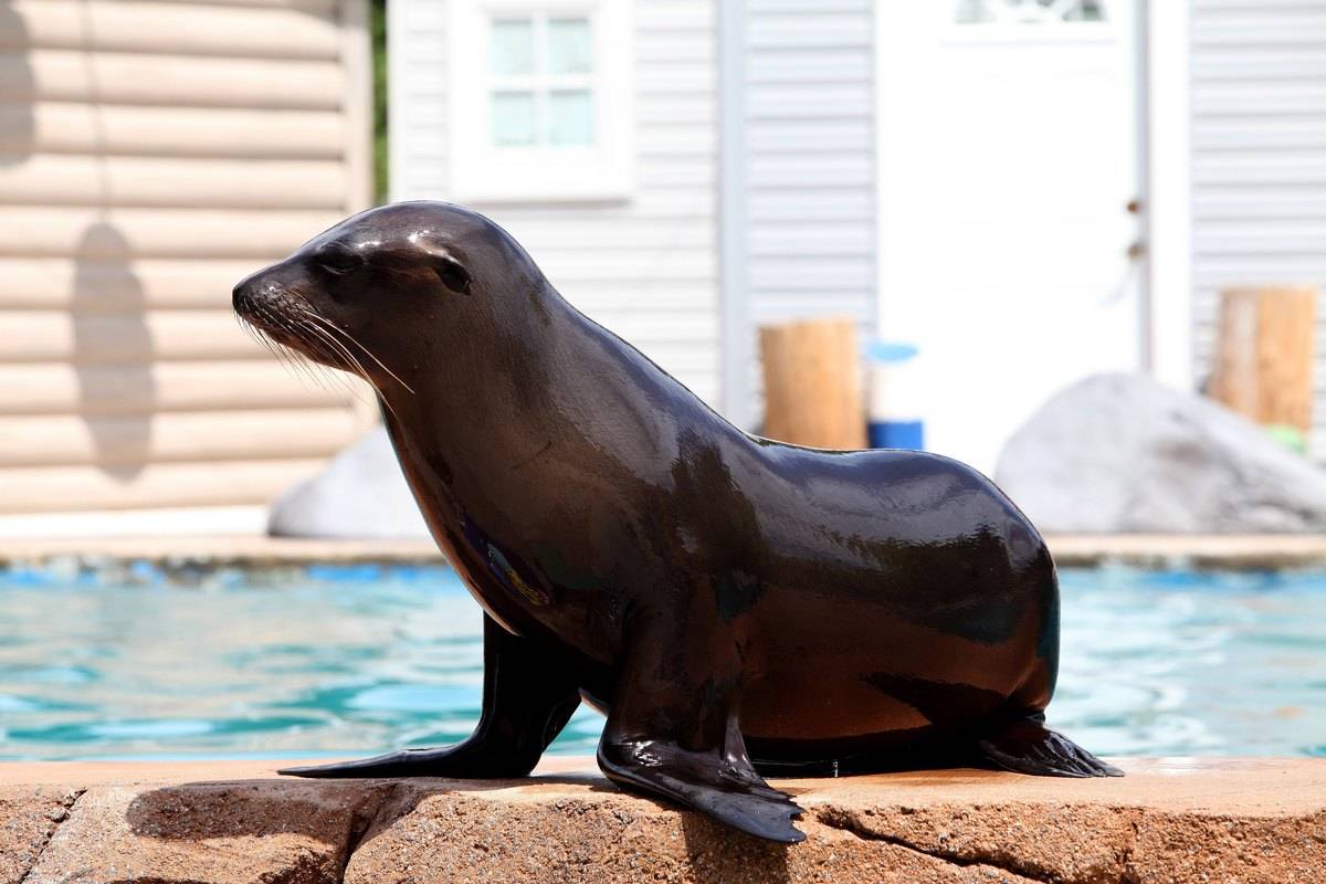 Sea Lion