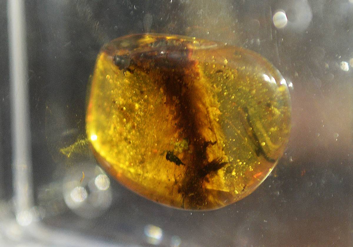 A view of a 99-million-year-old amber containing a section of the tail of a dinosaur estimated about 18.5 centimeters long