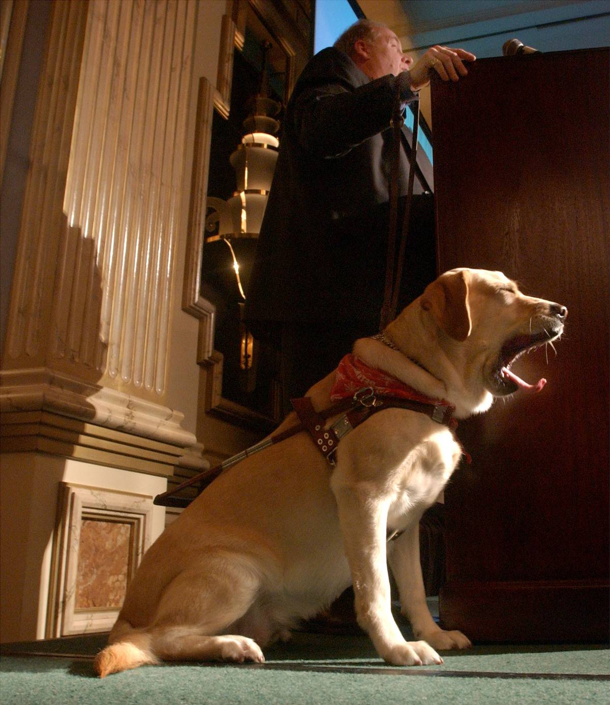  roselle the dog yawning