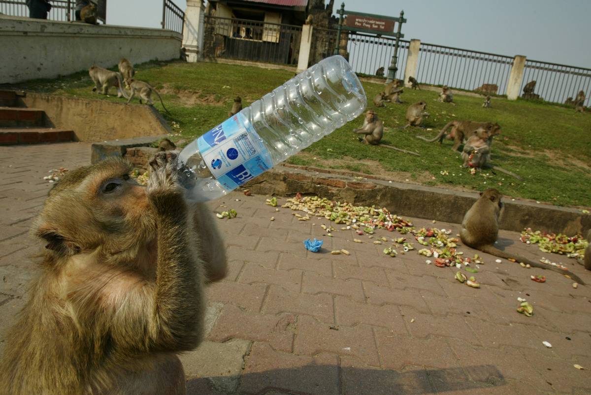 A monkey drinks bottled water given to it by a tourist at the Phra Prang Sam Yot temple