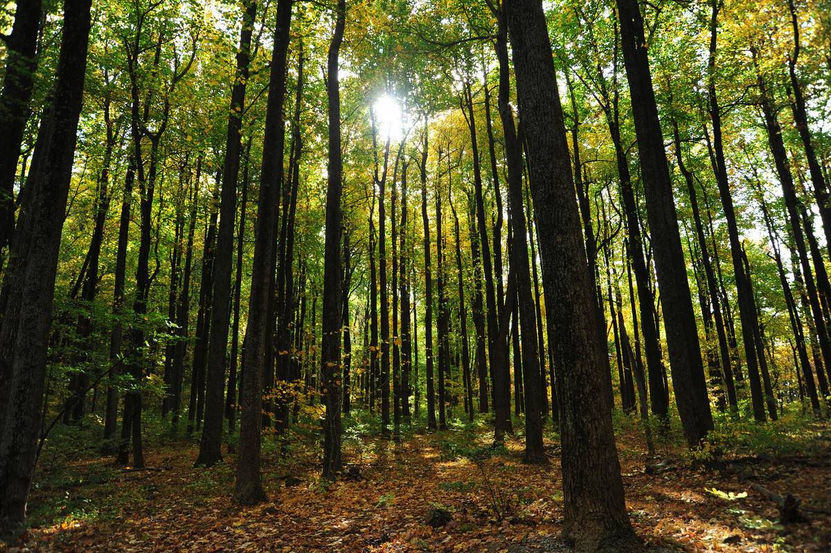 sun peaks through a canopy of trees