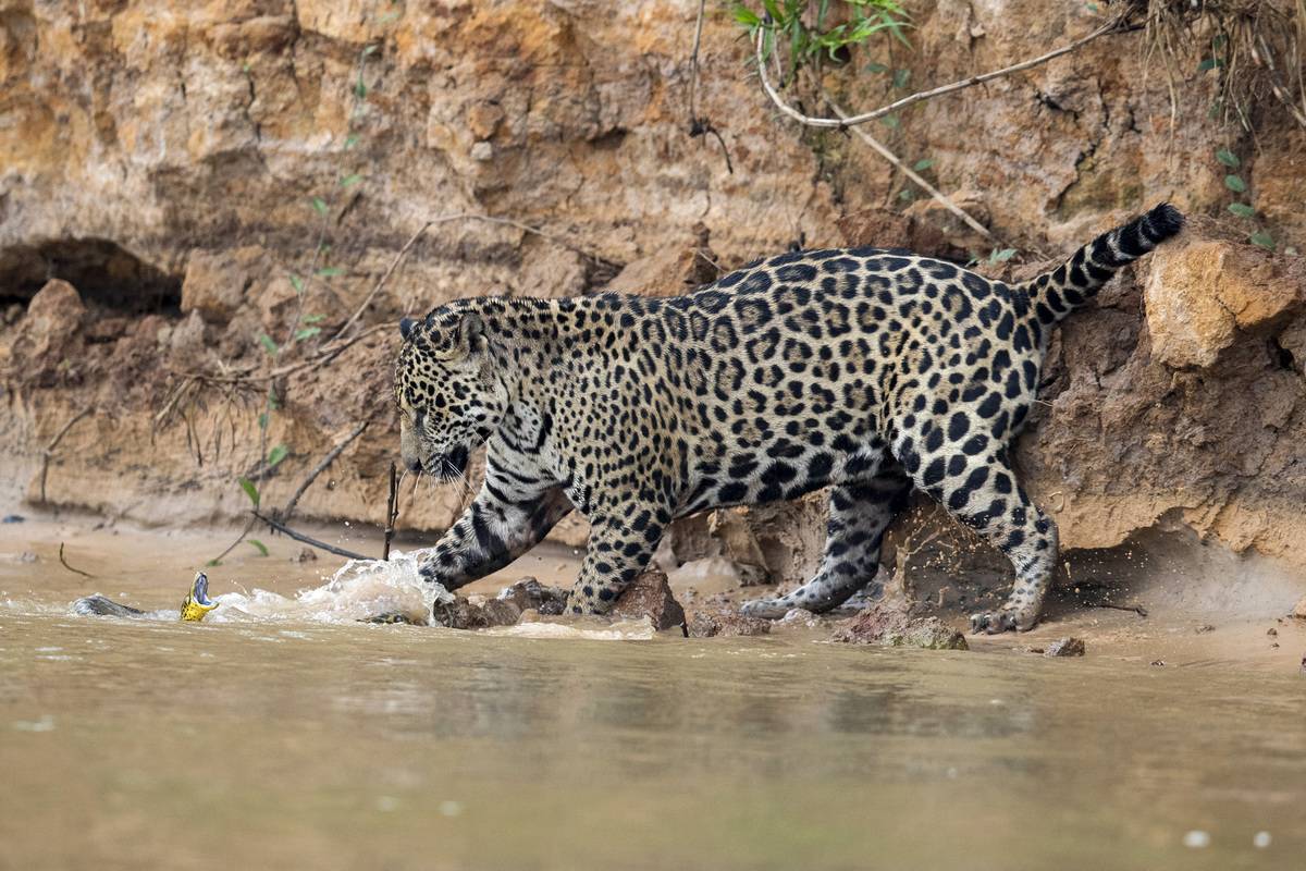 A jaguar stalks and kills a yellow anaconda on the river