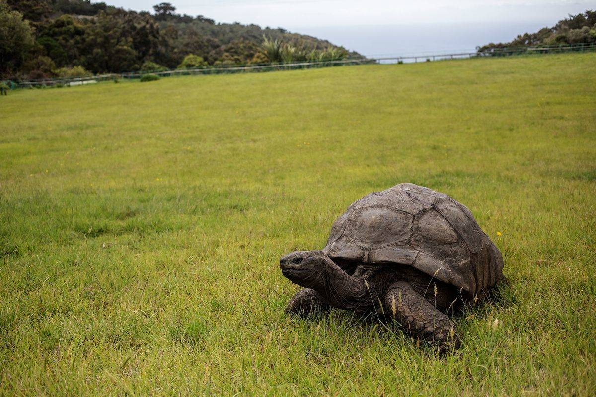 tortoise in grassy field