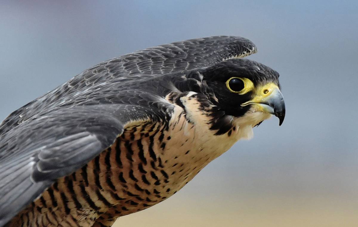 A Peregrine falcon