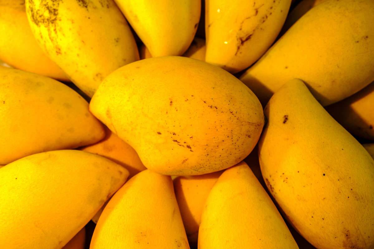 Fresh yellow mangoes are for sale