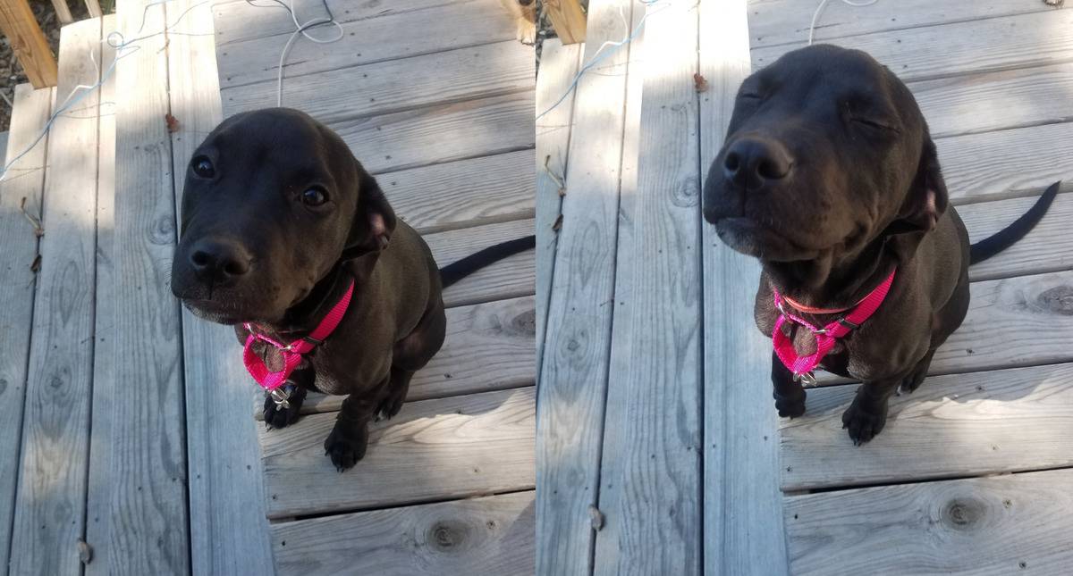 dog looking up vs. dog smiling