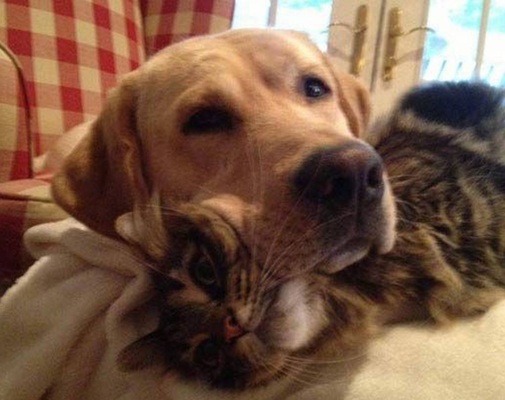 animal-siblings-14