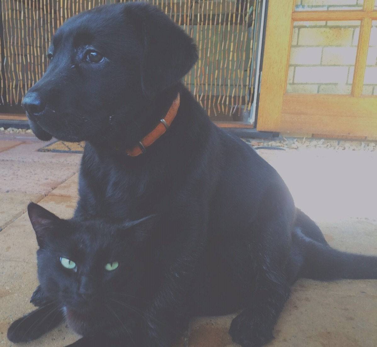 animal-siblings-2