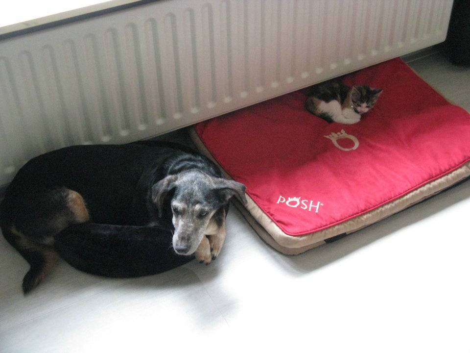 animal-siblings-20