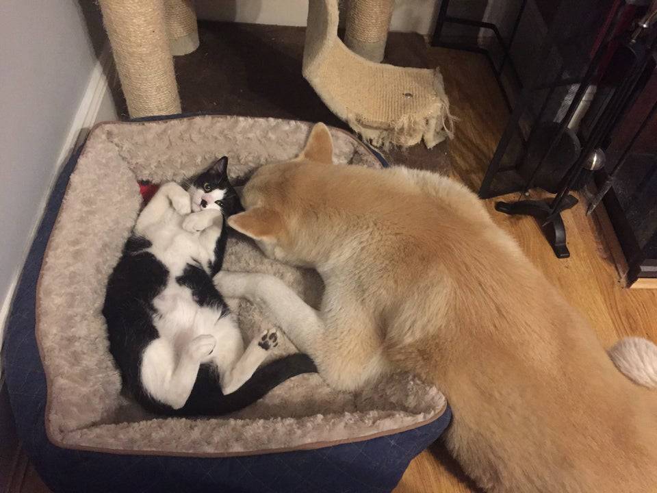 animal-siblings-22