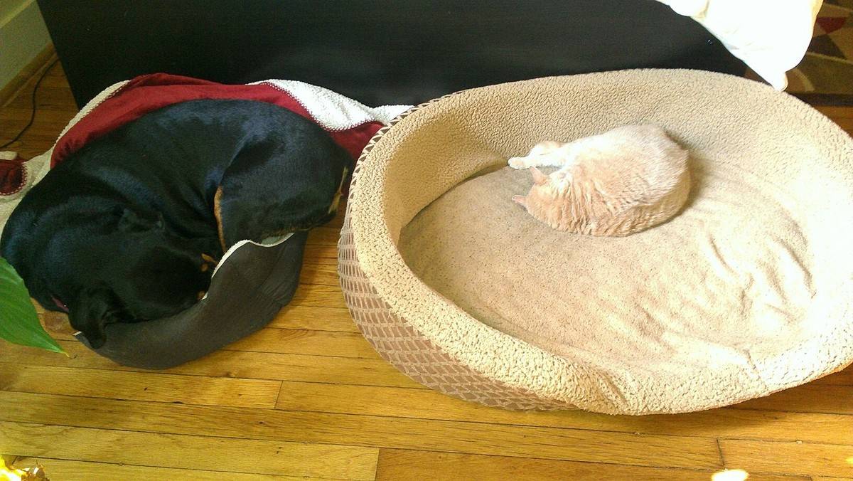 animal-siblings-25