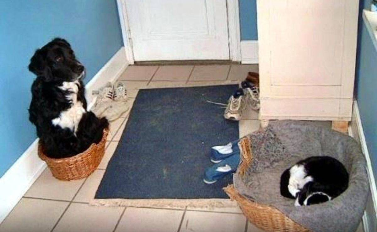 animal-siblings-27