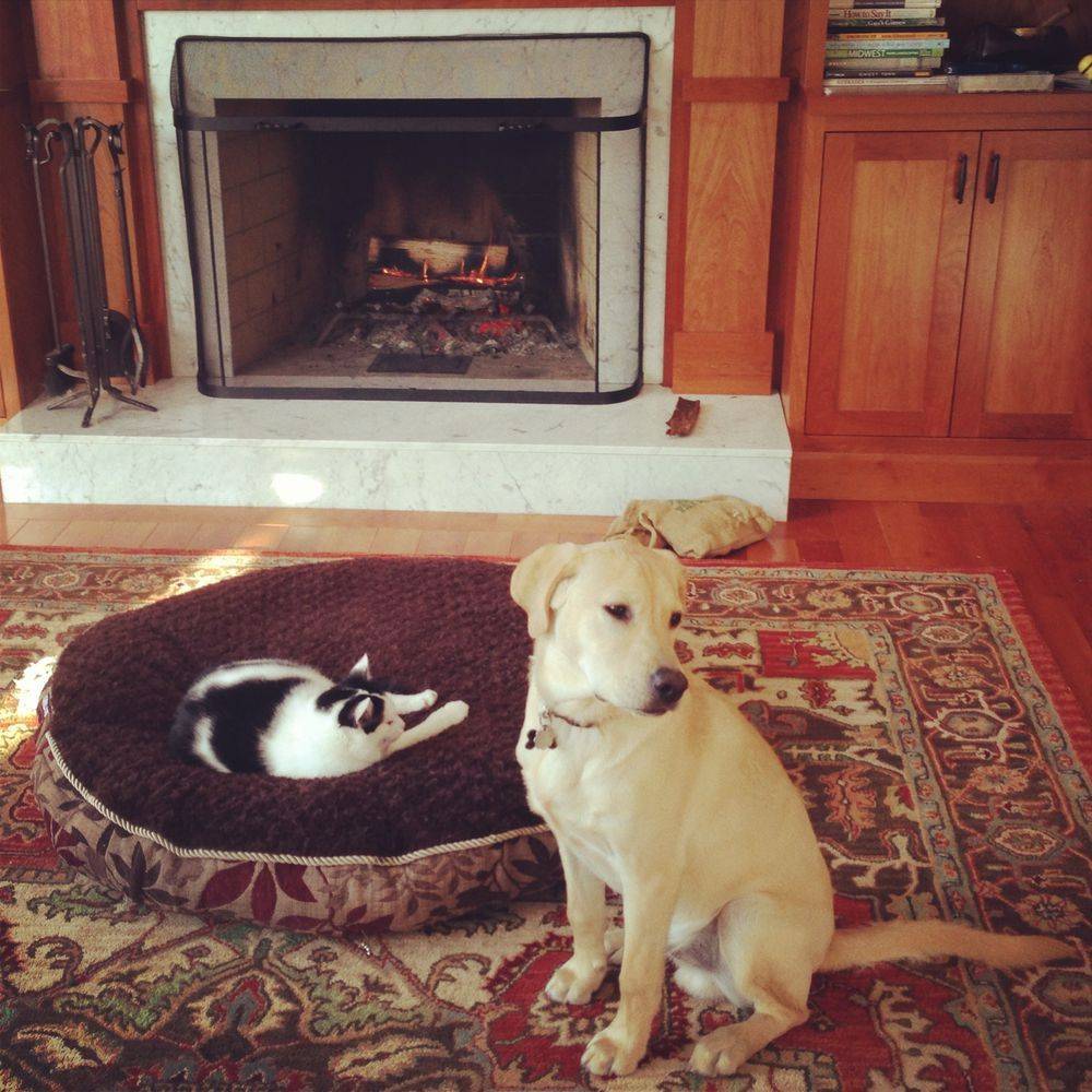 animal-siblings-28