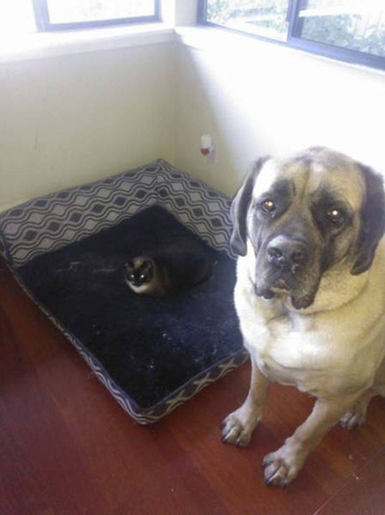 animal-siblings-29