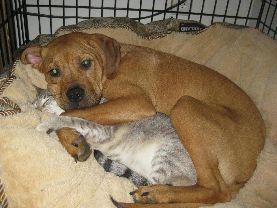 animal-siblings-4