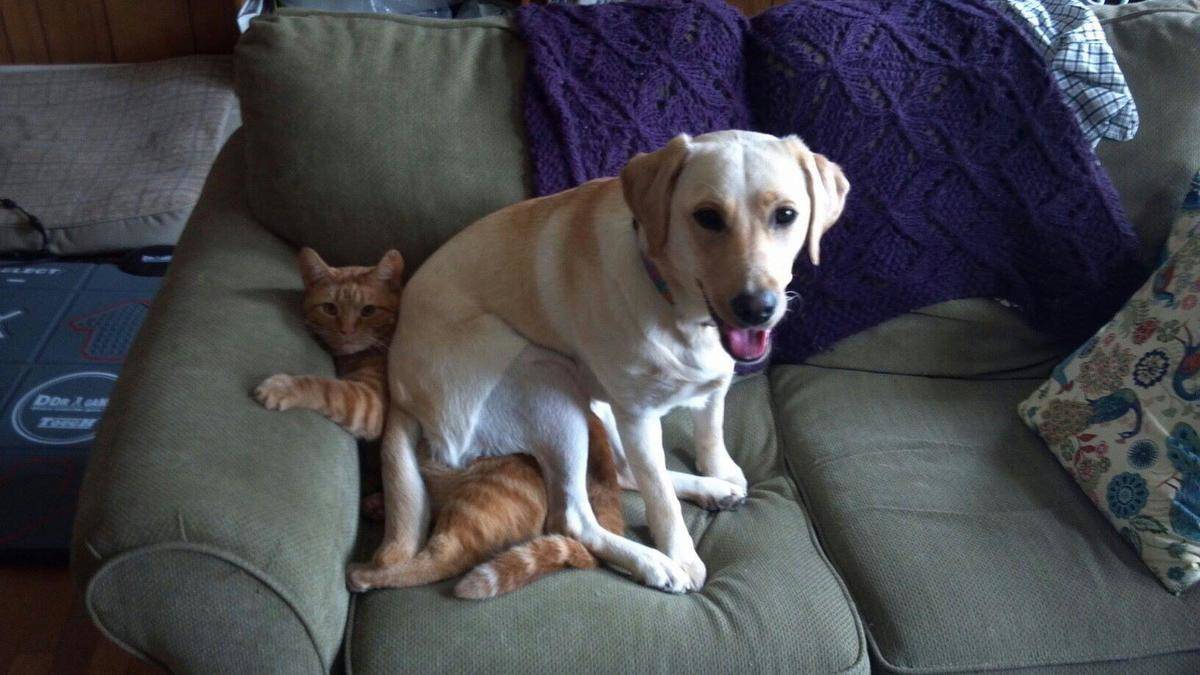 animal-siblings-8