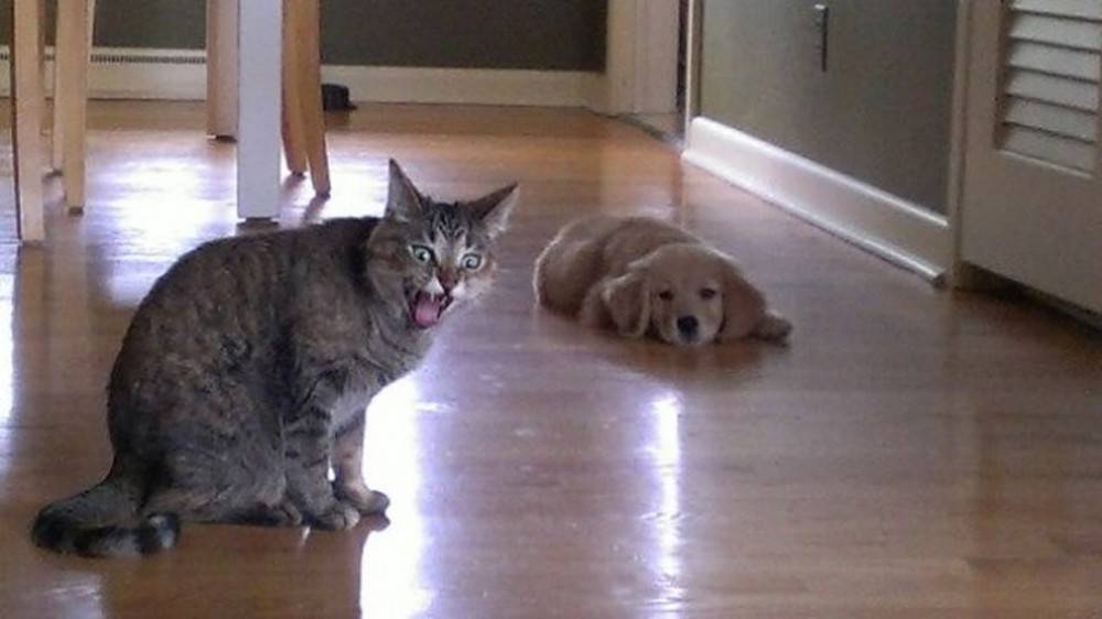 animal-siblings-11