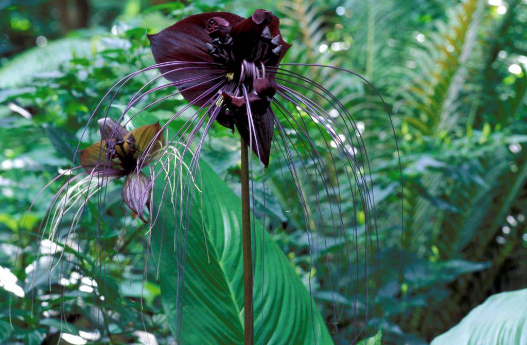 a black flower shaped like a bat