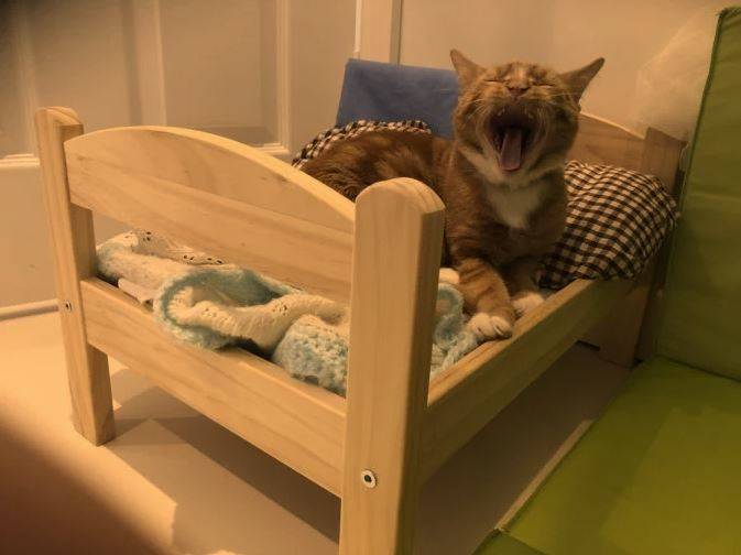 A cat yawns in a mini-bed.