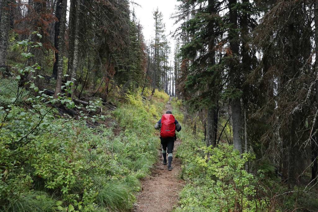 a backpacker with a red backpack walking in a forest along the continental divide trail in glacier national park in montana